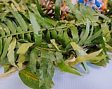 L'Association francophone de Nanaimo