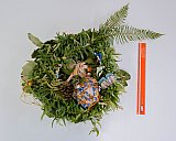 L'Association francophone de Nanaimo